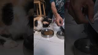 Dry Food Untuk Kucing Birahi