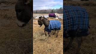 Petey was ready to go play #Peteytheseeingeyedonkey #Lunatheblindhorse