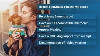 New CDC requirements to bring dogs into the US