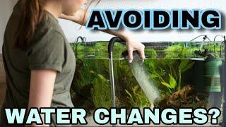 Do Aquariums Need Water Changes? Filterless, Deep Substrate, Planted Tanks & When to Change Water.