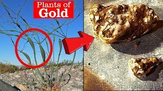 Geology of Gold | These Plants Grow Near Gold Deposits