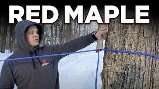Tapping the Red Maple Tree for Maple Syrup