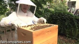 The magic of urban beekeeping: a backyard San Francisco hive