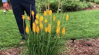 In the Garden with Dave: Kniphofia