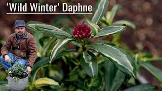 Wild Winter Daphne - Container Planting