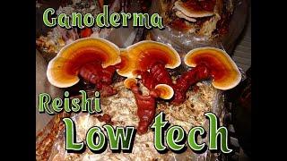 Cultivo LOW TECH de Ganoderma con @LaPleurotera777