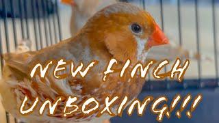 TRIPLE ORANGE ZEBRA FINCH UNBOXING / PARADISE AVIARY EXOTICS