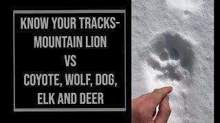 Mountain Lion Tracks Vs Coyote, Wolf, Dog, Elk and Deer Tracks