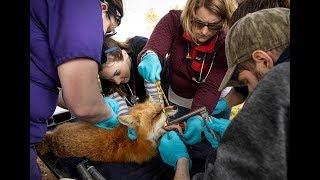 Behind The Scenes: Illini Vetmed In the Wild - Illinois News Bureau