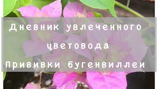 Прививки бугенвиллеи. Мультидерево