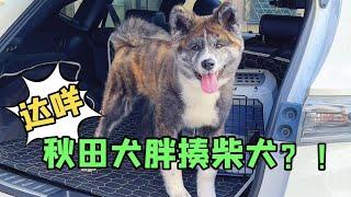 秋田犬和柴犬是真的合不来！