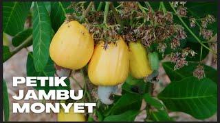 Panen Buah Jambu Monyet / Mete / Mede.