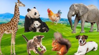 The Exceptional Beauty of Animals - Squirrel, Cat, Panda, Elephant, Giraffe - Animal School