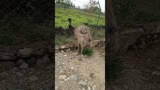 emu bird vedio 2023 big Bird in forest area