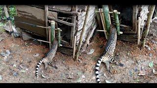 Create amazing bamboo trap to catch civet eat chicken in the Garden good results