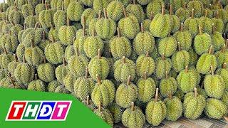 Giá sầu riêng giảm mạnh | THDT