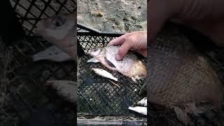 Выпускаю крупнячка карась, подлещик, fishing in the river