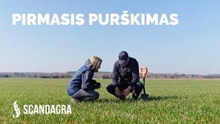 Pirmasis javų ir rapsų purškimas: ką svarbu žinoti | SCANDAGRA
