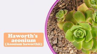 attracting harmony, repelling negativity--Haworth's aeonium