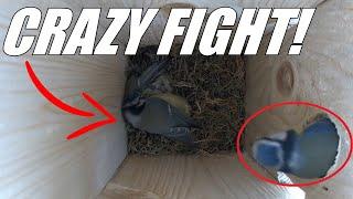 Blue Tits in CRAZY FIGHT Over Nest! | A Hero Steps in!(LIVE CAM FOOTAGE)