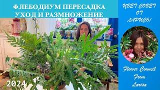 ФЛЕБОДИУМ ПЕРЕСАДКА | УХОД И РАЗМНОЖЕНИЕ