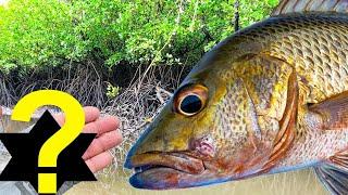 3 Mangrove Jack Lures I Can't Live Without (in Hinchinbrook)