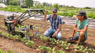 Two Wheel Tractor Torsion Weeder & Spyder Adjustment For Maximum Weed Control