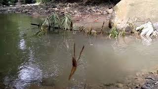 Mancing di sungai kecil hasil nya lumayan bro,,,