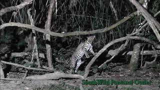 Ocelot Experience at SouthWild Pantanal Lodge