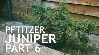 Pftitzer Juniper Bonsai, From Young Nursery Stock. 6