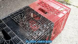 Trap Making for a Feral Cat