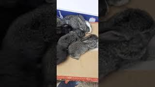 sabirabad  dovşan  bazarı  qiymətlər    2 ədəd  dovşan  3  manat