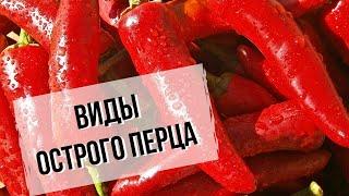 Острый перец | Виды и особенности