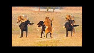 Awesome European Dogs Breeding and Mating  Village Dogs