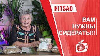 Сидераты осенью  Как улучшить почву  Какие сидераты посеять