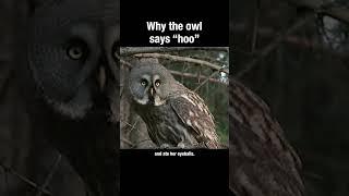 Why the owl goes "hoo" #owls #truefacts #animals