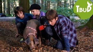 Trüffelschweine (Folge 36) | Tiere bis unters Dach