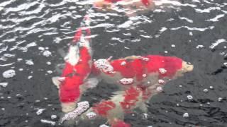 A2KOI op bezoek bij Kweker Miyatora in Japan.