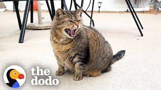 Cat Hates Her Uncle — But He's Not Giving Up | The Dodo