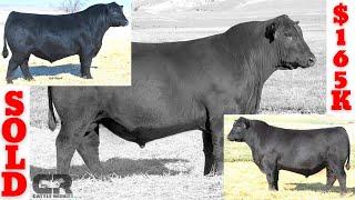  $165,000 Black Angus Bull SOLD AT AUCTION, SITZ ANGUS, SITZ RESILIENT 10208