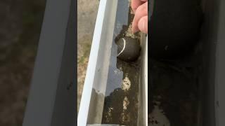 А что в можно найти в вашей водосточной трубе?