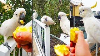 Ozzy Man Reviews: Cockatoos Feeding