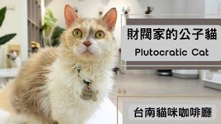 A Taiwan Cat Cafe with Long-haired and Curly-haired Cats｜Plutocratic Cat South District, Tainan