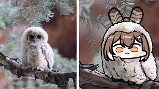 Random mumei owl 2 | Animal hololive