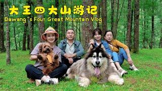 大王的四大山游记 | Dawang's Four Great Mountain Vlog【阿盆姐家的大王】