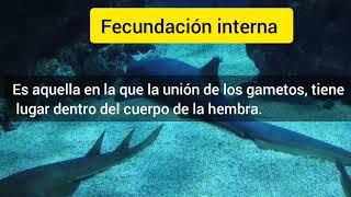 Fecundación interna y externa