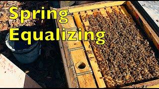 Equalizing Bee Colonies