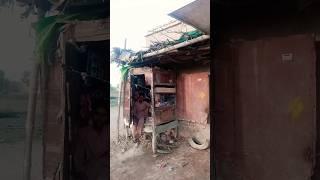 rural village life Sindh#dehati jindagi Sindh Pakistan#short# budho siyal vlog