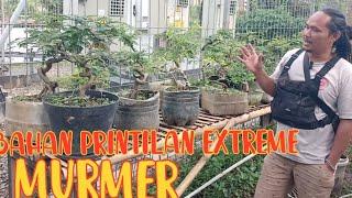 terbaru ||  bahan asem jawa extreme murmer