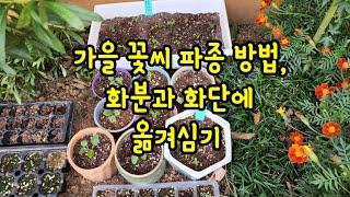 가을꽃씨 파종방법,화분과 화단,노지에 옮겨심기